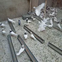 طوقی|پرنده|قروه, |دیوار