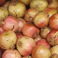 فروش دربست انارهای یک باغ در مهریز|خوردنی و آشامیدنی|یزد, |دیوار
