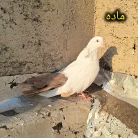 دو ماده دم قهوه ای قطعه دار|پرنده|ارومیه, |دیوار