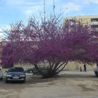 فروش دوقطعه زمین تجاری ومسکونی