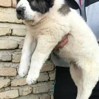 توله های نر و ماده