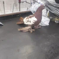 کفتر کوینحلی