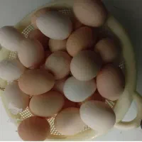 تخم مرغ تازه