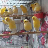 قناری یلو فکتور