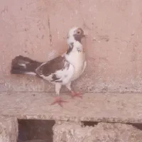 کبوتر ..کفتر..