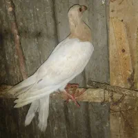 کا بیرگپ.    ک بوتر