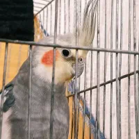 باسلام یک جفت عروس هلندی سالم وسرحال