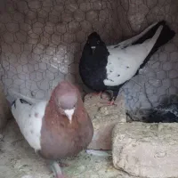 نرماده سینه ای کلاهی رو‌جوجه پاک عتیقه