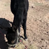 خر جوان|حیوانات مزرعه|مبارکه, |دیوار