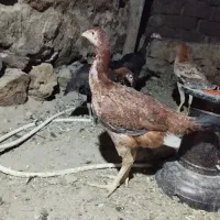 جوجه لاری|حیوانات مزرعه|سروآباد, |دیوار