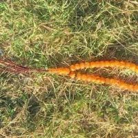 تسبیح کهربا عسلی|جواهرات|رباط‌کریم, رباط‌کریم|دیوار