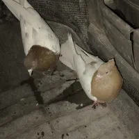 کبوتر کله
