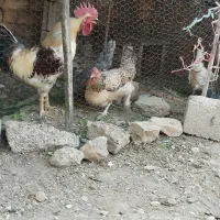 فروش مرغ و خروس محلی