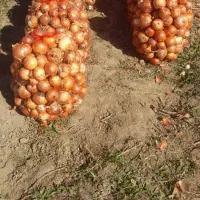 پیاز زرد درجه یک