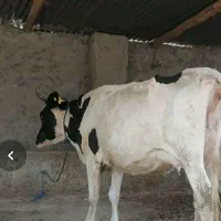 گاو شیری محلی|حیوانات مزرعه|مراوه, |دیوار