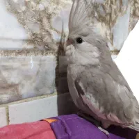 عروس هلندی گمشده ، گم شده