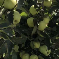 فروش زمین در آبگرم قزوین|فروش زمین و ملک کلنگی|آبگرم, |دیوار