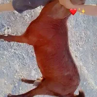 فروش بز