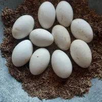 تخم غاز نطفه دار