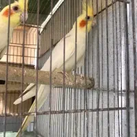 عروس هلندی ماده