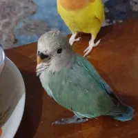 طوطی برزیلی|پرنده|تهران, باشگاه نفت|دیوار