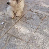 سگ پشمالو و کوتاه|سگ|یزد, |دیوار