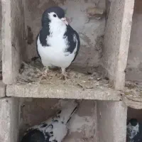 کبوتر رنگه کله ساده سار سینه