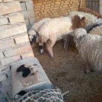 گوسفند|حیوانات مزرعه|کارون, |دیوار