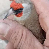 سره وسره قناری قرس وکفتر پشتدری|پرنده|ری, سیزده آبان|دیوار