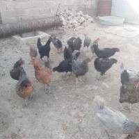 فروش مرغ محلی اصل جوان تخم گزار|حیوانات مزرعه|کوهنجان, |دیوار