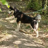 هاسکی چشم آبی