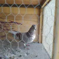 کبوتر 3عدد باهم سفید ابلغ سیاه پیس