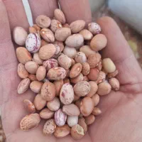 لوبیا|عمدهفروشی|خمین, |دیوار