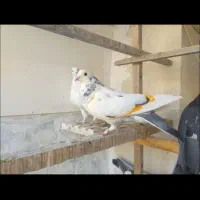 کفتر تو دمدار پس گردنی و شهرستانی