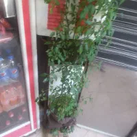 فروش لوازم ساندویچی