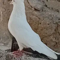 کبوتر هوایی وگره کوک کو