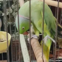 طوطی ملنگو فول دستی سخنگو|پرنده|برخوار, |دیوار