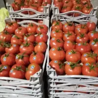 نیروی کار آقا و خانم در گلخانه|استخدام صنعتی، فنی، مهندسی|جلفا, |دیوار