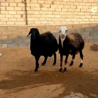 قوچ افشار پلنگی