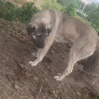 سگ عراقی پژدر|سگ|اردبیل, |دیوار