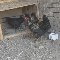 جوجه ۶ماهه کاکل دار سیاه