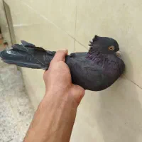 کبوتر|پرنده|مسجد سلیمان, |دیوار