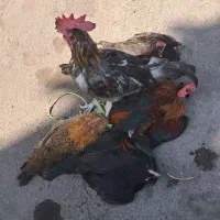 ۳تیش دوخروس یک جوجه خروس