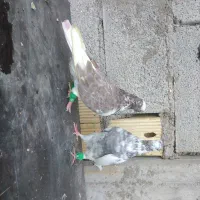 یه جفت کبوتر عتیقه ساعتی|حیوانات|مسجد سلیمان, |دیوار