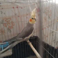 عروس هلندی