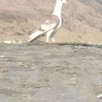 نر شوسرخ پلاکی