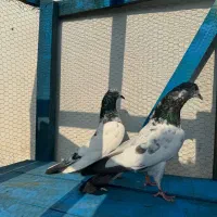 کبوتر پرشی|پرنده|ماسال, |دیوار