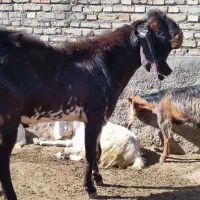 دو عدد نر بز|حیوانات مزرعه|اندیمشک, |دیوار