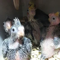 جوجه عروس سرلاکی