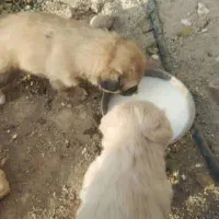 توله سگ پا کوتاه نژاد شیتزو